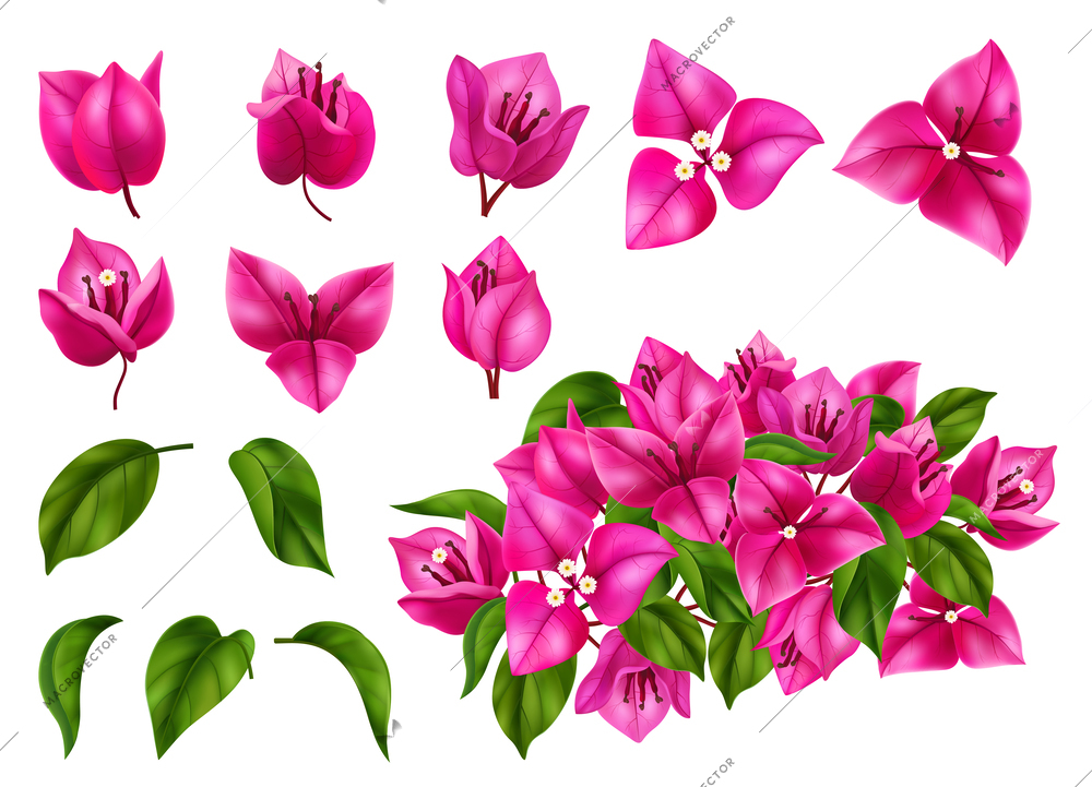 Bougainvillea flowers leaves and branches realistic  set isolated at white background vector illustration