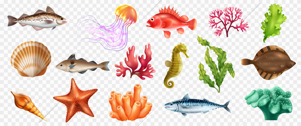 Sea life realistic set of fish algae and other ocean creatures isolated at transparent background vector illustration