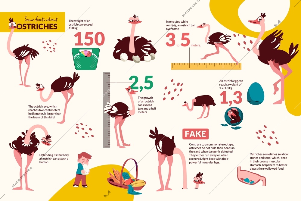 Flat infographic with facts about life of ostriches with funny birds images vector illustration