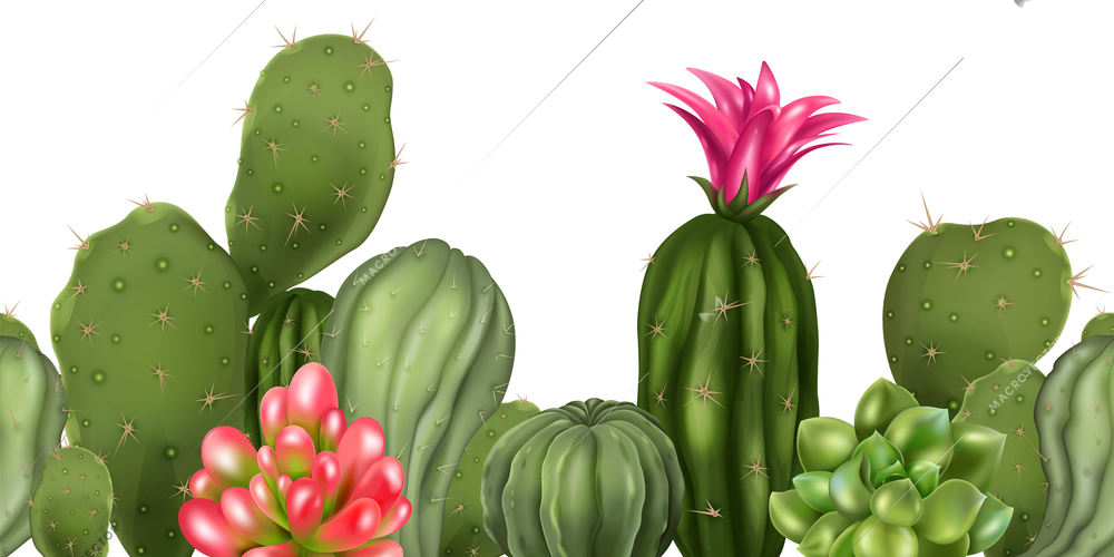 Realistic cactus seamless composition of horizontal pattern with isolated blossoming decorative plant tops on blank background vector illustration