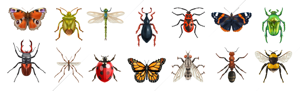 Realistic insect set with isolated top views of various butterflies bugs and flies on blank background vector illustration