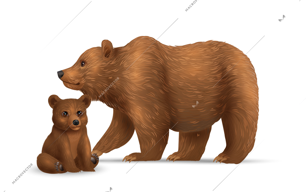 Realistic bears composition with adult specimen and young wild animal isolated on blank background with shadows vector illustration
