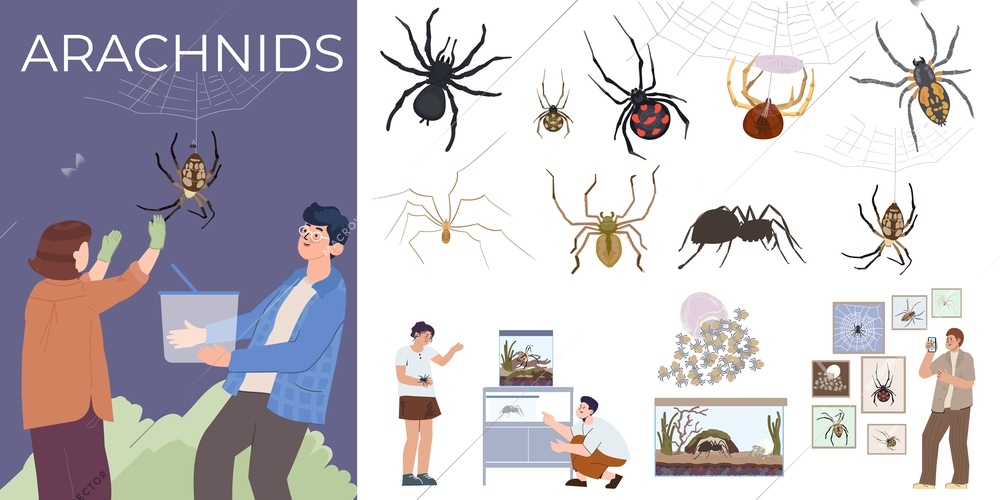 Spider insect flat composition with doodle people removing arachnids and set of isolated images of spiders vector illustration