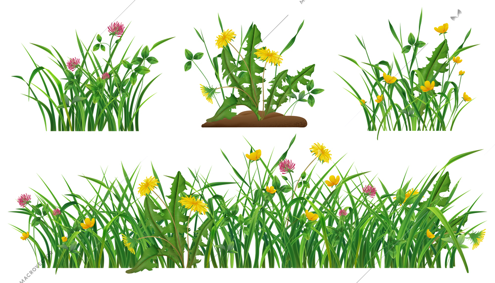 Wild flowers in green grass realistic set of dandelions clovers buttercups isolated vector illustration