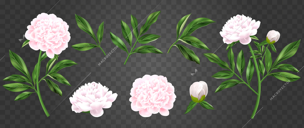 Realistic peony set of isolated flower and plant images on transparent background with green leaves buds vector illustration