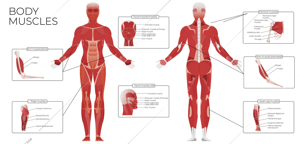 Muscle anatomy flat infographic composition with front and rear views of human body with text captions vector illustration