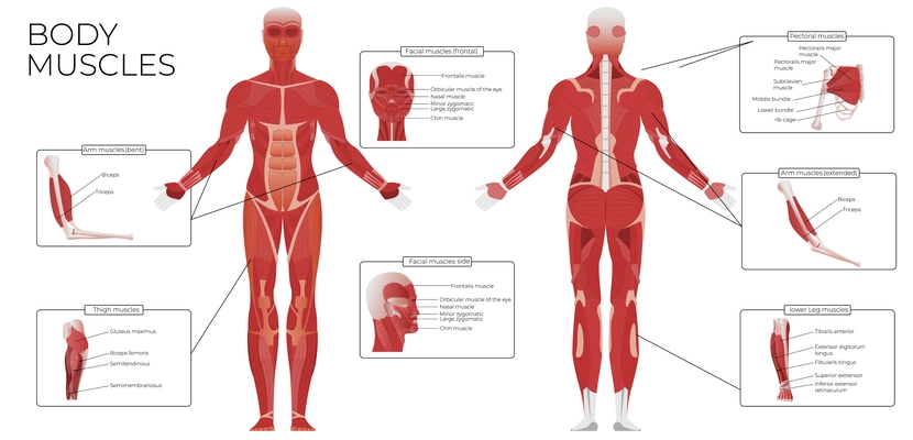 Muscle anatomy flat infographic composition with front and rear views of human body with text captions vector illustration