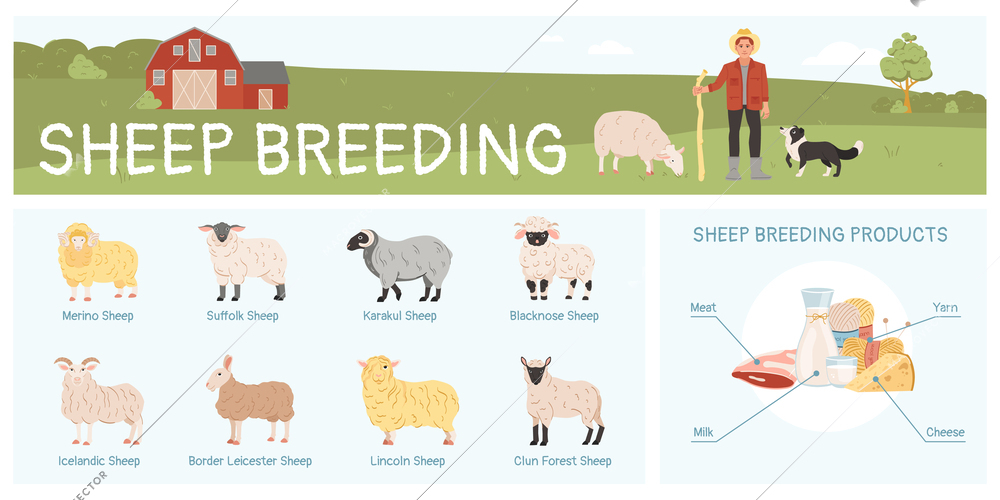 Sheep breeding flat infographic with various breeds and products vector illustration