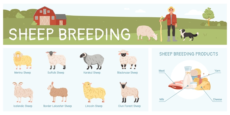 Sheep breeding flat infographic with various breeds and products vector illustration