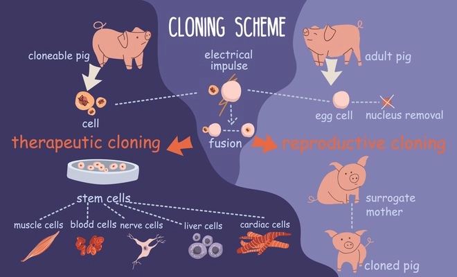 Cloning genetics flat infographic composition with diagram flowchart of pigs blood cell icons and text captions vector illustration