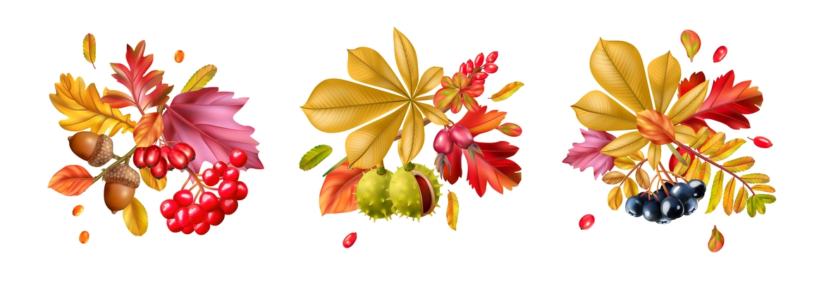 Realistic compositions consisting of colorful autumn fall leaves and bunches of berries isolated vector illustration