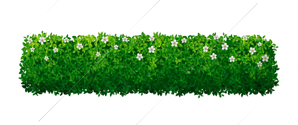 Realistic green bush hedge with white flowers vector illustration