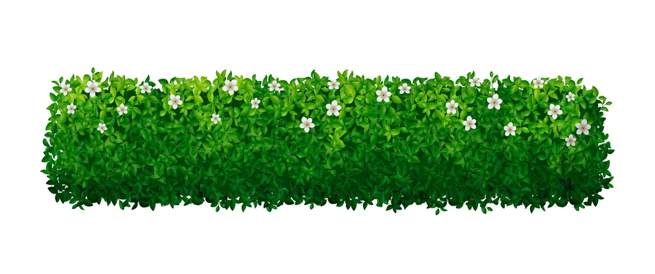 Realistic green bush hedge with white flowers vector illustration