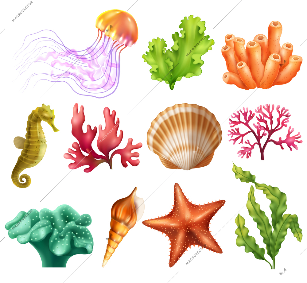 Underwater organism realistic set of jellyfish seashell algae coral starfish seaweed isolated vector illustration