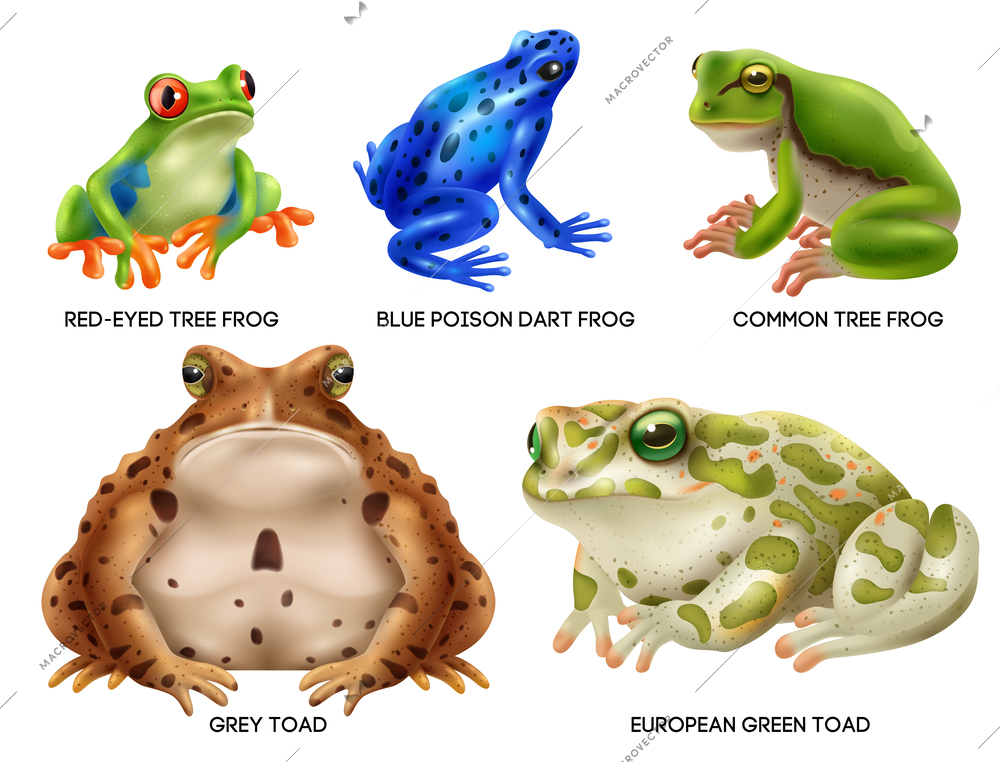 Realistic amphibians frogs toads icon set with red eyed blue polish dart common tree grey and european green frogs vector illustration