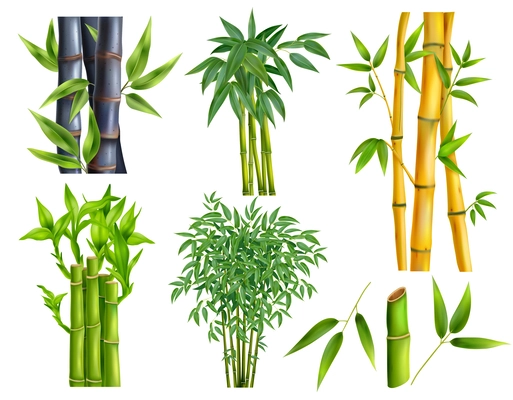 Realistic bamboo icon set six kinds of different bamboos with and without leaves and in different colors vector illustration