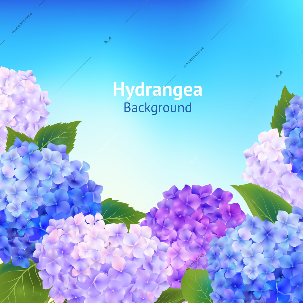 Flowers background with blossoming pink violet and blue hydrangea vector illustration