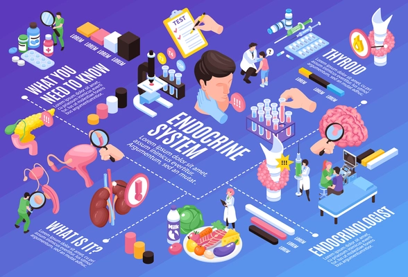 Isometric endocrinologist flowchart vector illustration