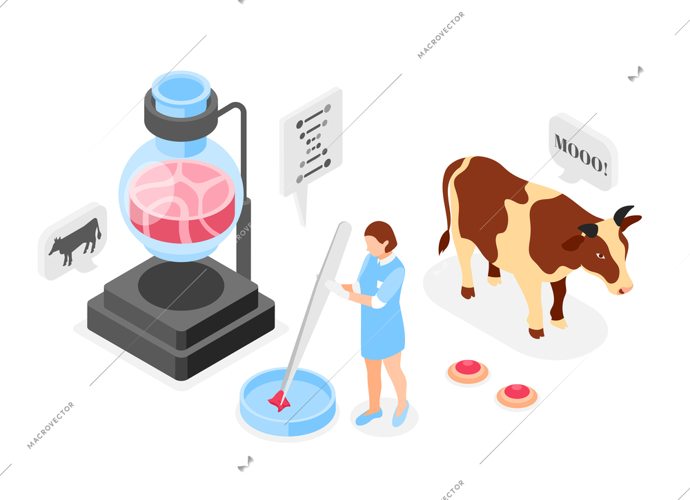 Artificial grown meat isometric composition with cow character and veal meat grown in glassware in chemical laboratory vector illustration