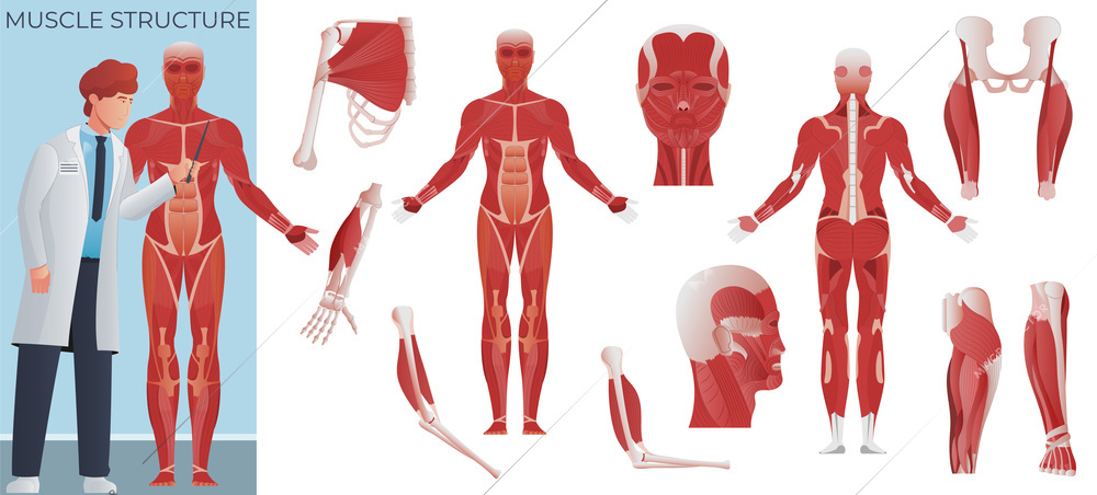 Muscle anatomy flat composition of doctor scientist with mussel body figure and set of isolated icons vector illustration