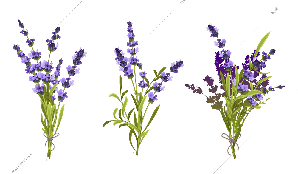 Floral compositions consisting of lavender  sprigs tied in bouquet by twine isolated vector illustration