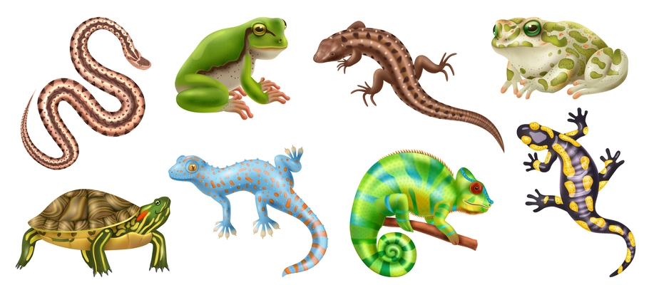 Realistic and colored reptiles amphibians animal icon set with snakes frogs lizards turtles vector illustration