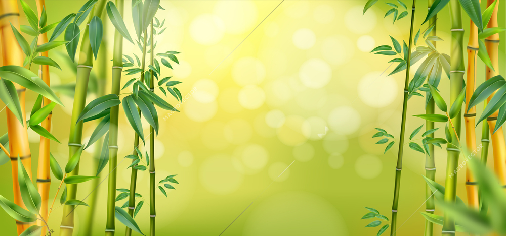 Green bamboo forest in morning light realistic background template with bokeh vector illustration
