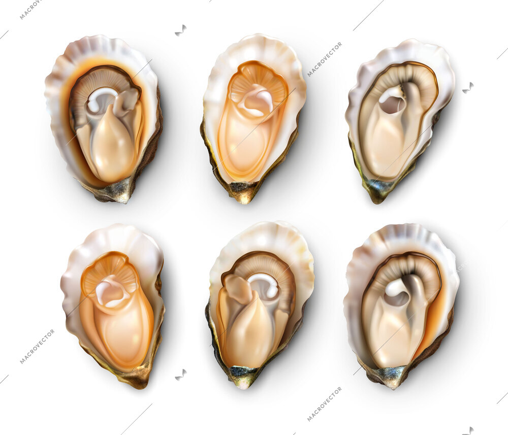 Realistic set of fresh opened oysters isolated on white background vector illustration