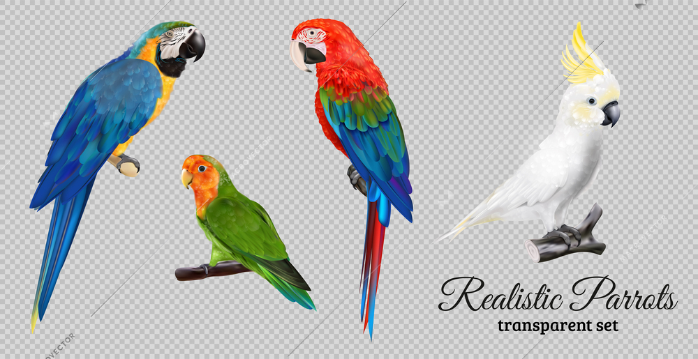 Realistic parrots set on transparent background with isolated images of colorful exotic birds and ornate text vector illustration