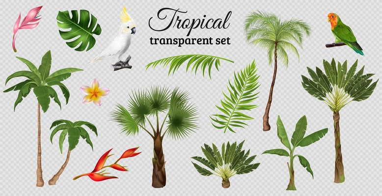 Tropical set with isolated images of exotic leaves plants and trees with parrots on transparent background vector illustration