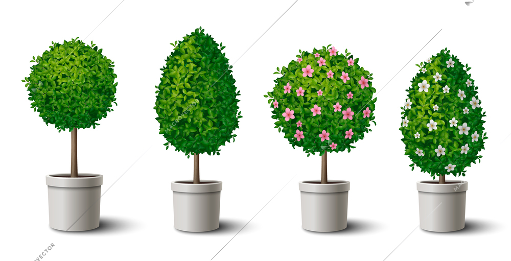 Small shaped green trees in pots with and without flowers realistic set isolated vector illustration