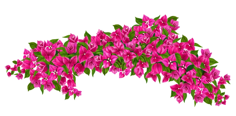 Blooming purple bougainvillea branch realistic illustration isolated at white background vector illustration