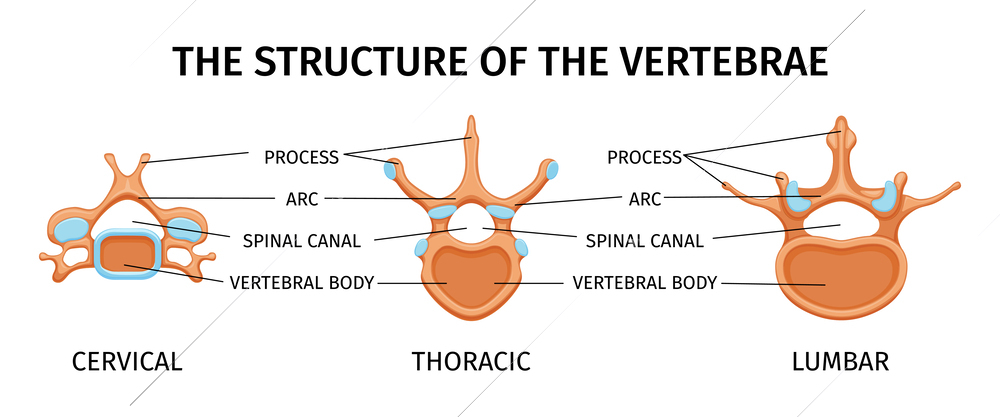 Spine structure anatomy composition with isolated images for cervical thoracic and lumbar vertebrae with text captions vector illustration