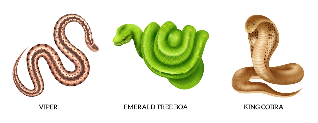 Realistic reptiles snakes icon set with viper emerald tree boa and king cobra vector illustration