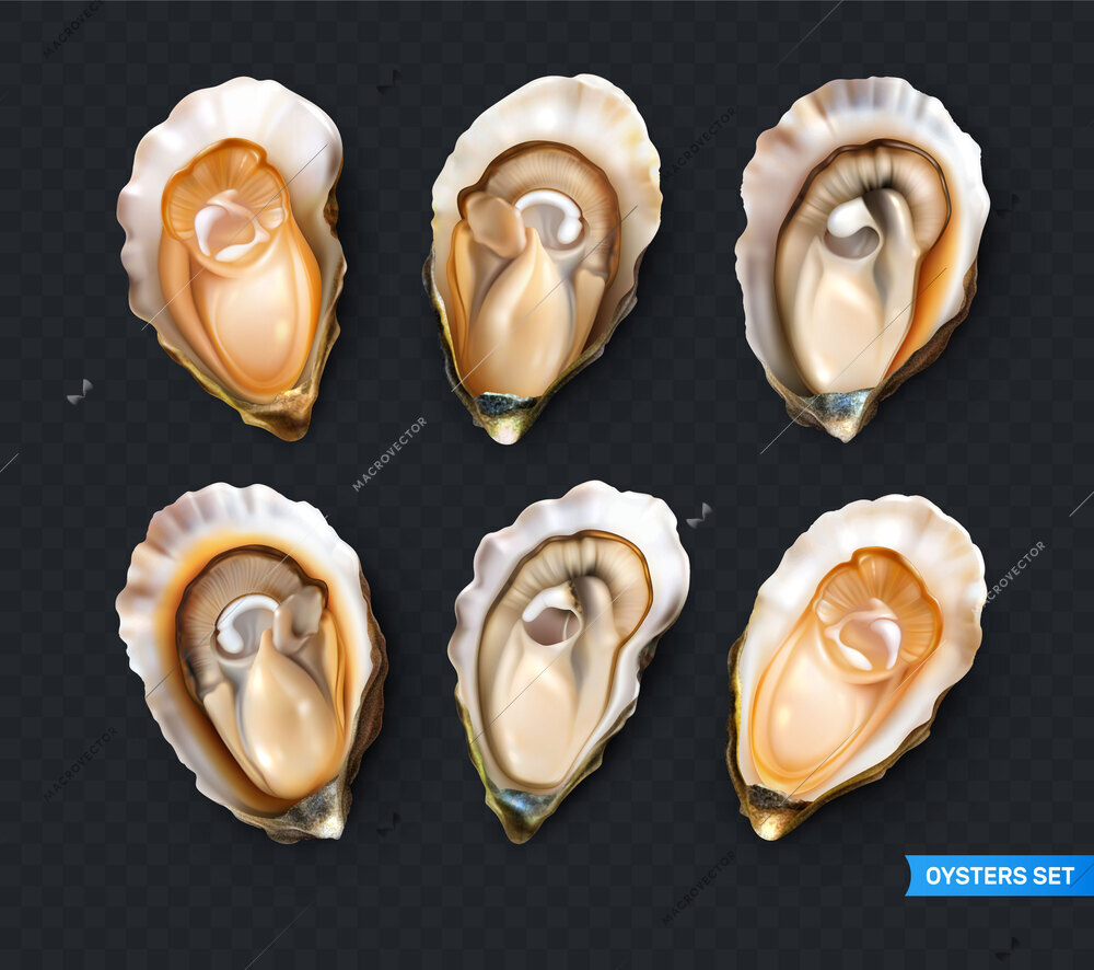 Fresh oysters realistic set isolated against transparent background vector illustration