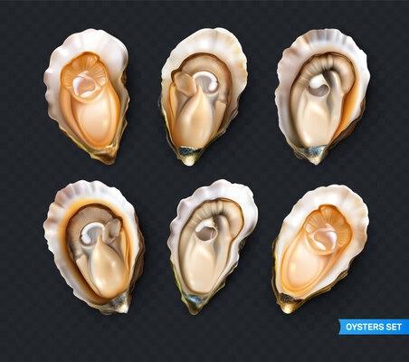 Fresh oysters realistic set isolated against transparent background vector illustration
