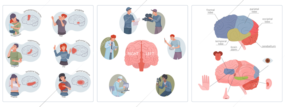 Brain function set with stem and lobe symbols flat isolated vector illustration