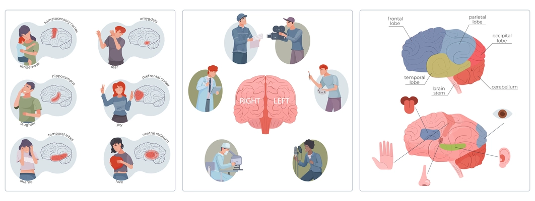 Brain function set with stem and lobe symbols flat isolated vector illustration