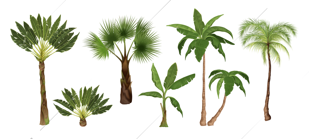 Palm tree set with isolated images of exotic tropical trees of different types on blank background vector illustration