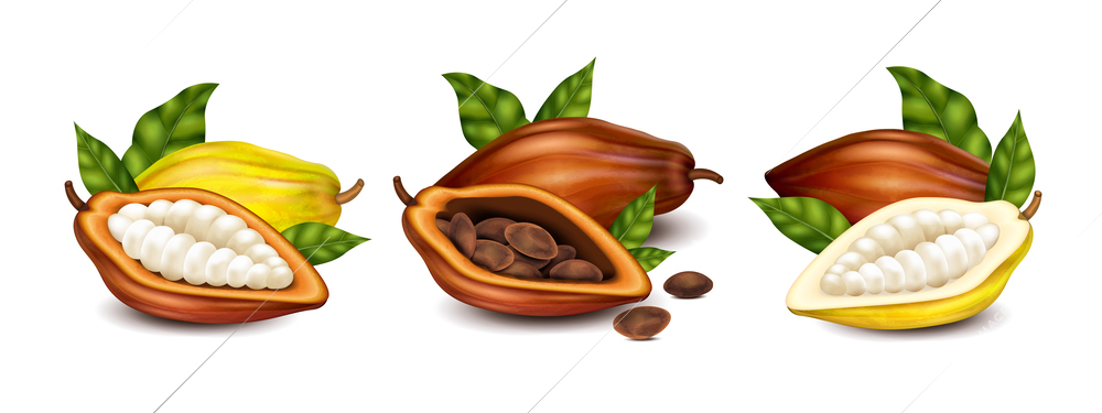 Dry and unripe cocoa pods with beans and green leaves realistic compositions set isolated vector illustration