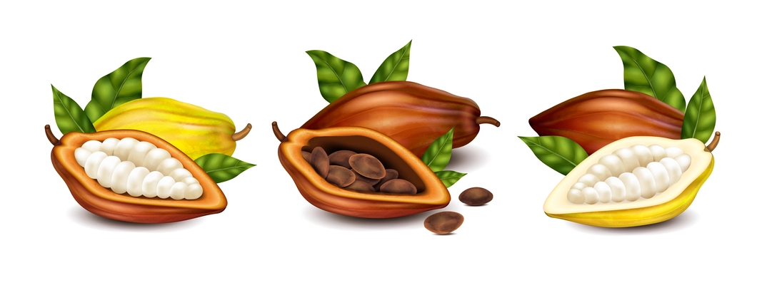 Dry and unripe cocoa pods with beans and green leaves realistic compositions set isolated vector illustration