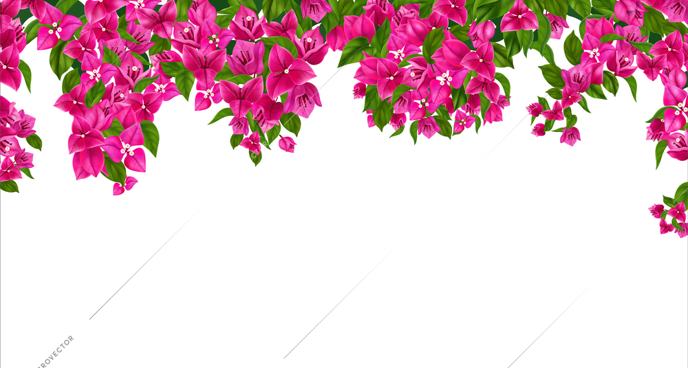 White floral background decorated with border of hanging blooming bougainvillea branches realistic vector illustration