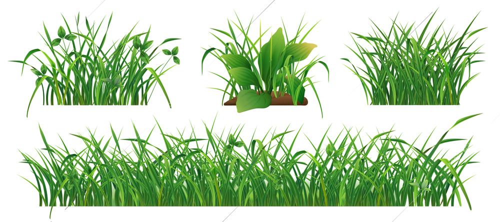 Bushes of fresh green grass realistic set isolated on white background vector illustration