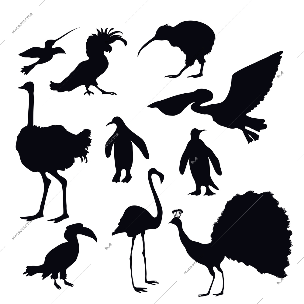 Exotic birds silhouettes decorative icons set with flamingo peacock penguin isolated vector illustration