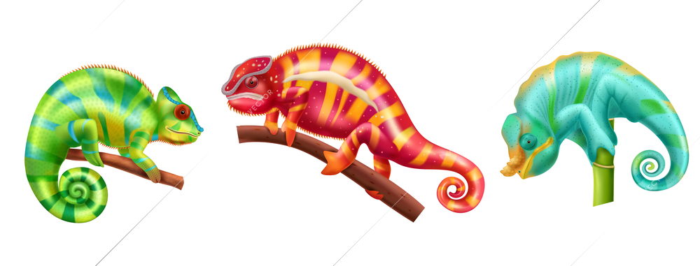 Realistic chameleon lizards icon set with green red and light blue colors vector illustration