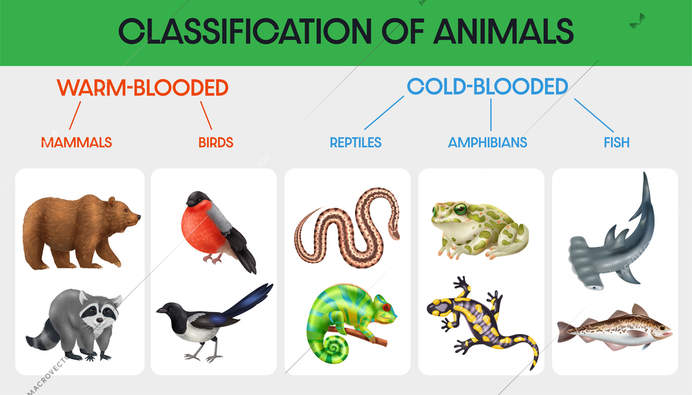 Classification of animals flat infographic with diagram warm blooded and cold blooded vector illustration