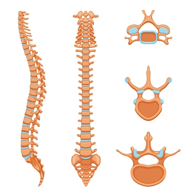 Spine structure anatomy set with isolated images of spinal bones cells detailed view on blank background vector illustration