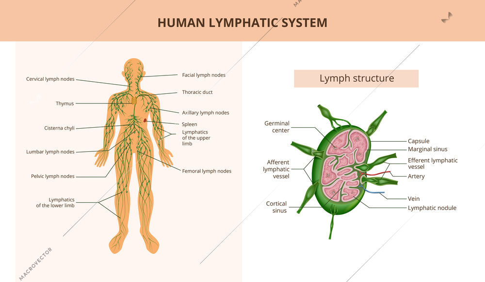 Human lymphatic system and lymph structure flat infographic anatomical poster with text captions vector illustration