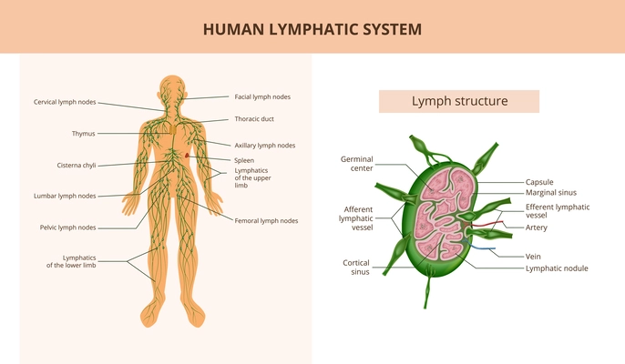Human lymphatic system and lymph structure flat infographic anatomical poster with text captions vector illustration