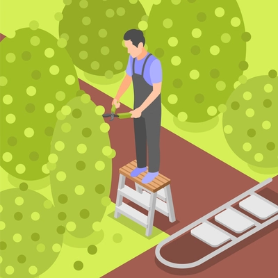 Male gardener using folding step stool while pruning bushes in garden isometric background vector illustration